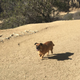 Illustration for article titled Whats the Deal With Runyon Canyon?